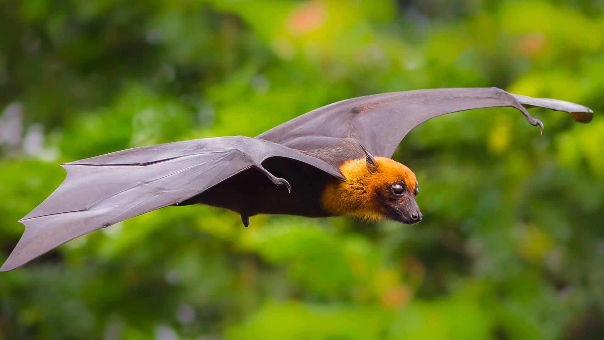 1920x1080 Bat. San Diego Zoo Animals & Plants