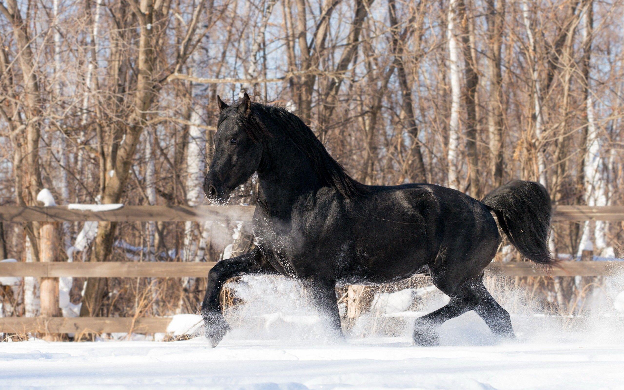 2560x1600 Winter, 4k, Snowwild Life, , Desktop Wallpaper, HD