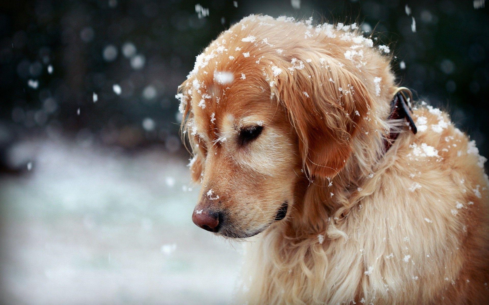 1920x1200 snow, Golden Retrievers, Animals, Dog Wallpaper HD / Desktop