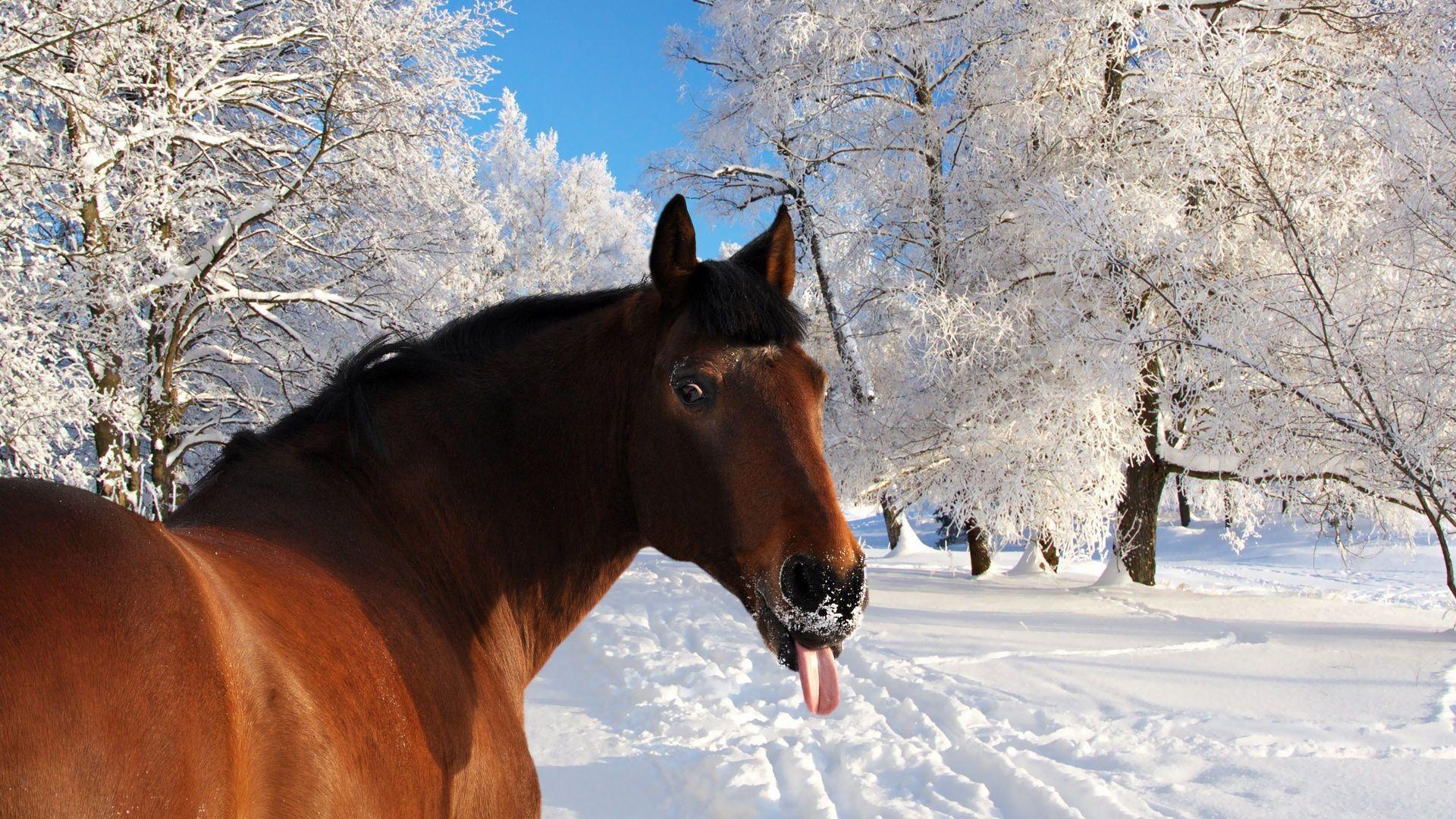 1920x1080 Horse, Face, Snow Winter Wallpaper Hd, Download Wallpaper