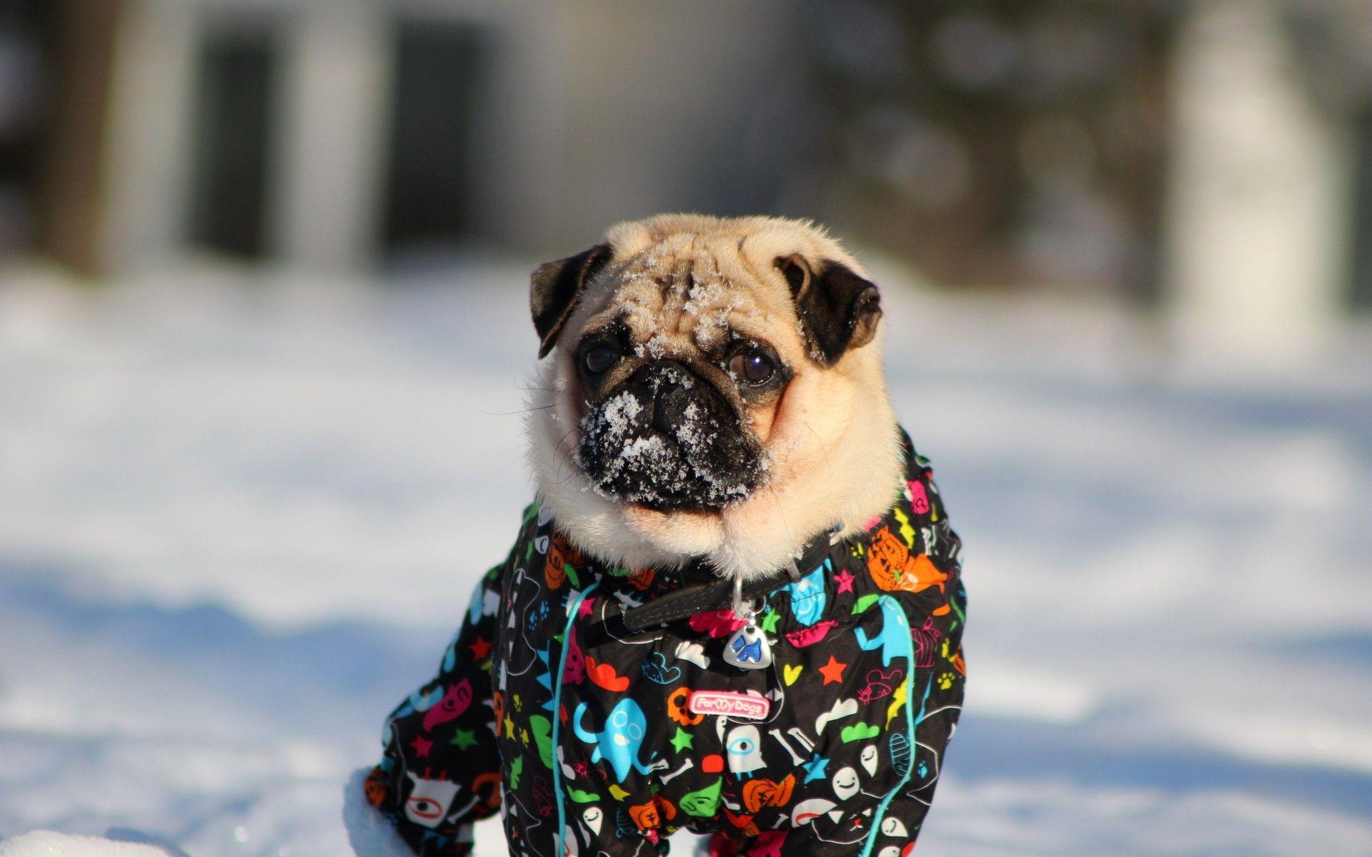1920x1200 Pc, Snow, Dog Wallpaper, Face, Pug, Eyeswinter, Cute, Cute