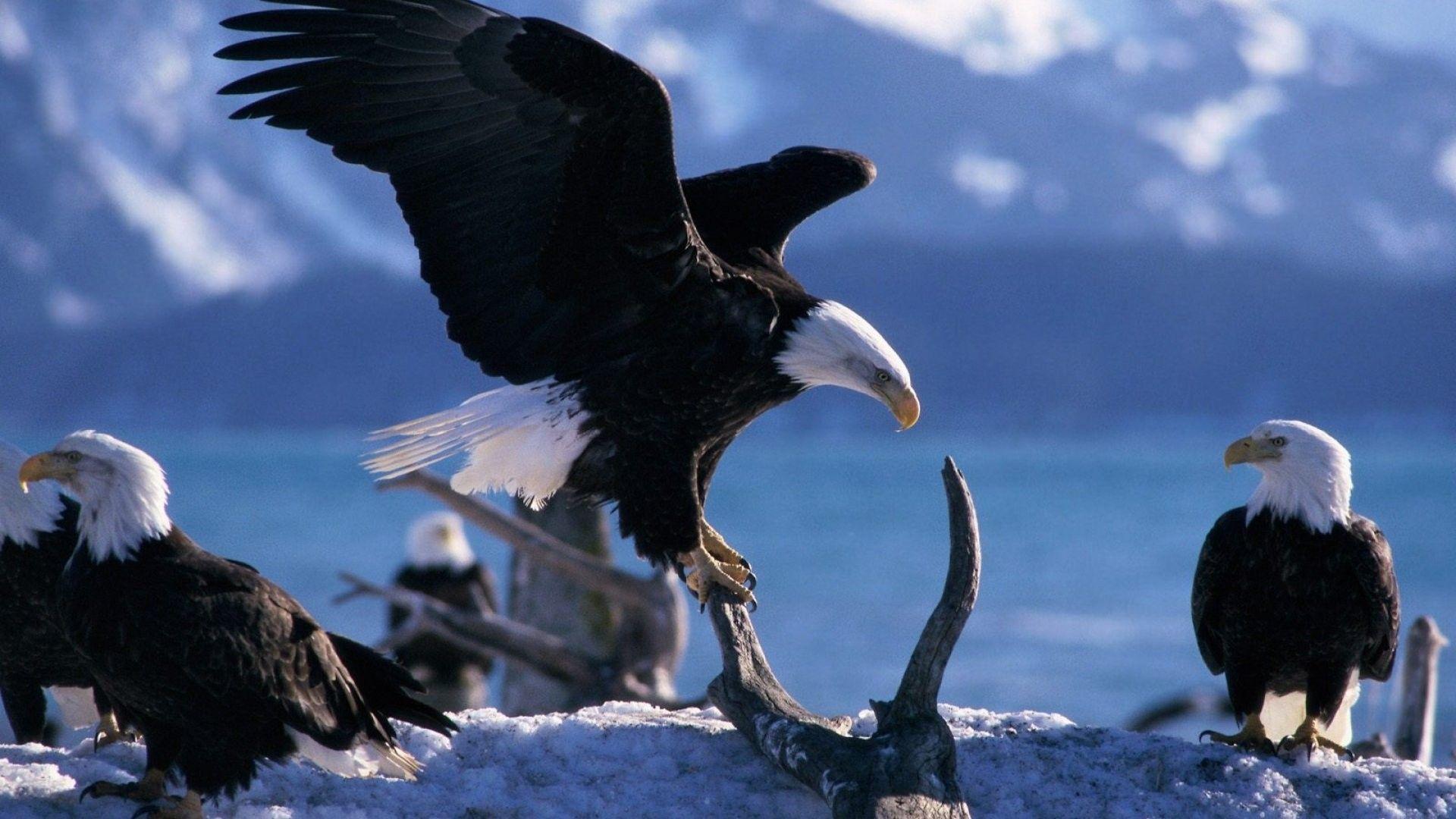 1920x1080 Animal Wallpaper, Birds Birds, Wild, Wings, Exotic, Beautiful