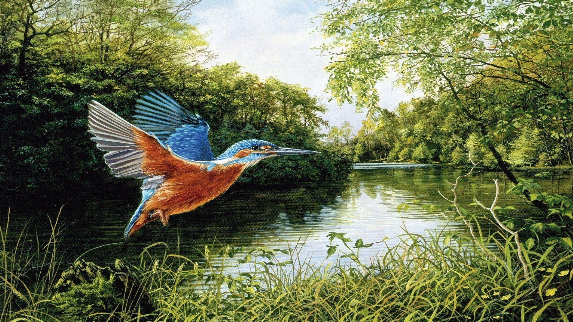 1920x1080 Kingfisher in Flight HD Wallpaper. Background Imagex1080