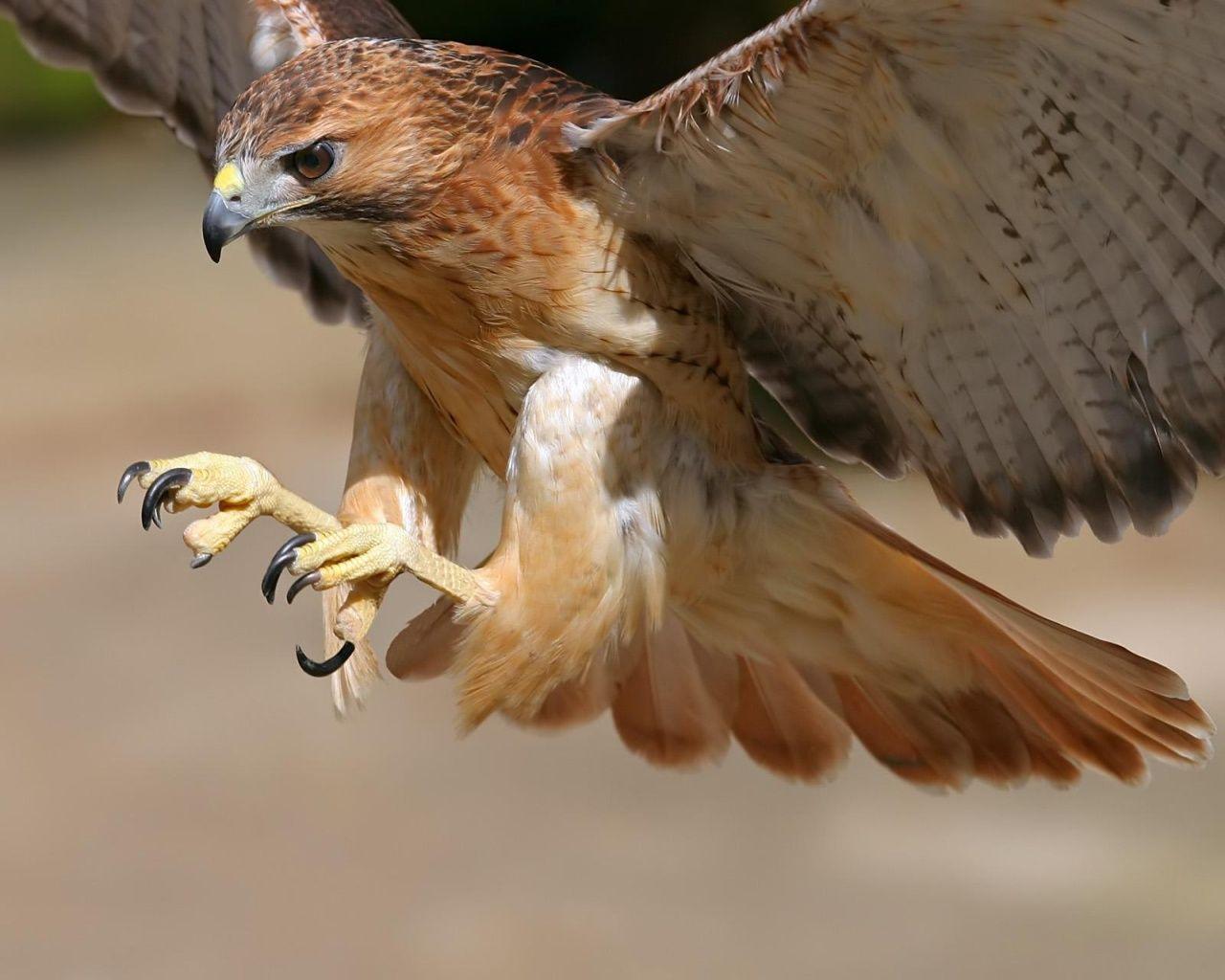 1280x1024 unique animals blog: Birds Flying Wallpaper for Desktop