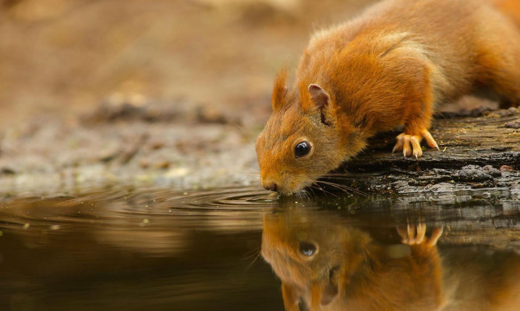 1697x1015 Wild Animal Wallpaper, Cool Pets, Desktop Image, Cute Animals