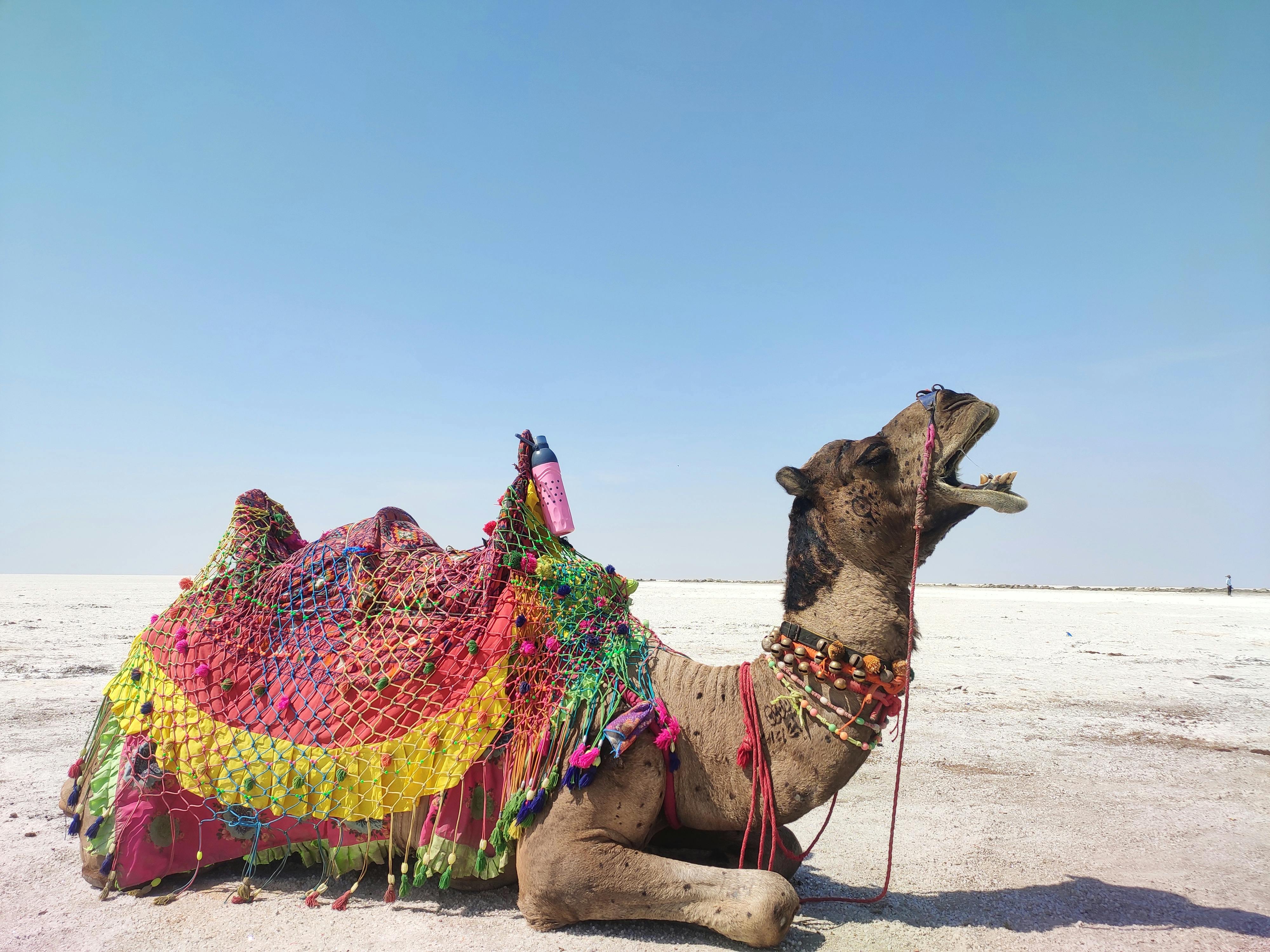 4000x3000 Decorated Camel Resting in Rann of Kutch Desert · Free