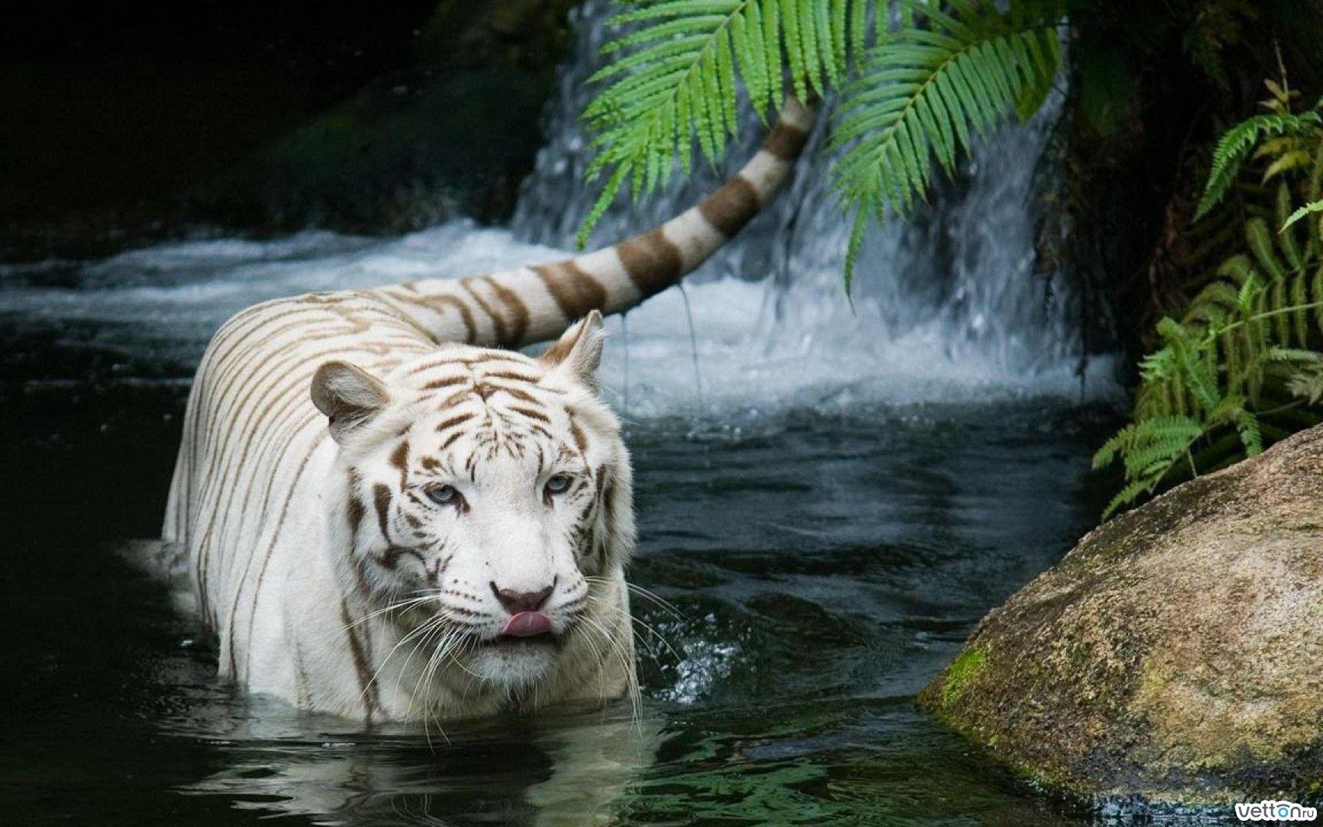 1920x1200 Good Animal s wallpaperx1200