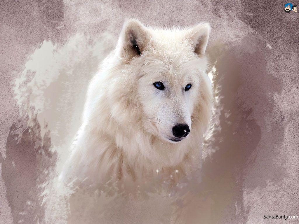 1024x768 Wolves Wallpaper