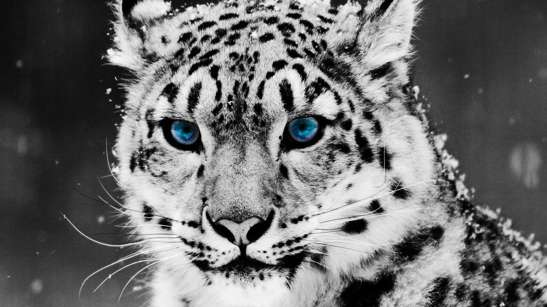 1920x1080 Cool Animal HD Wallpaper