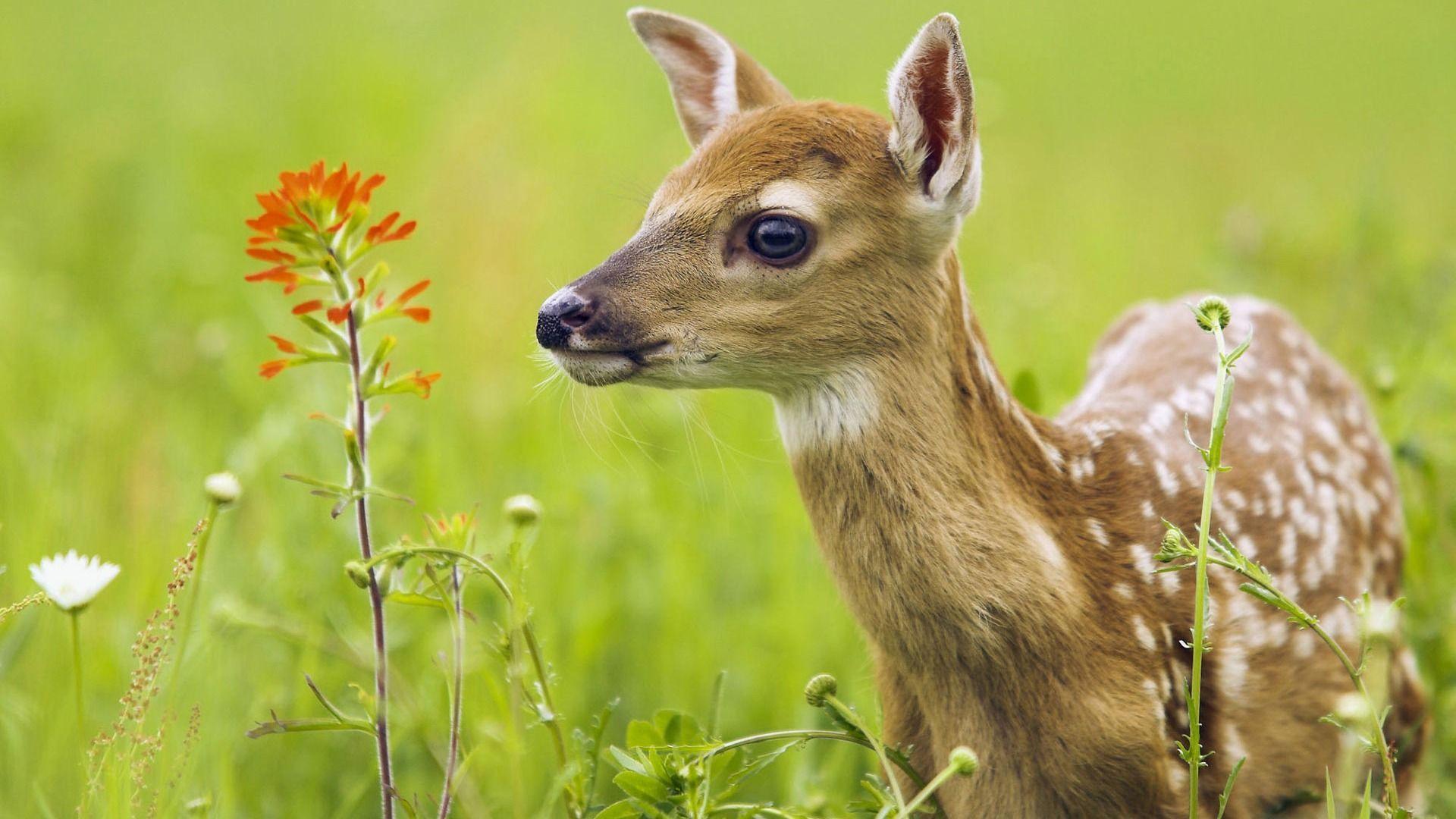 1920x1080 Beautiful and Cute Animal Wallpaper. Nature animals, Animals