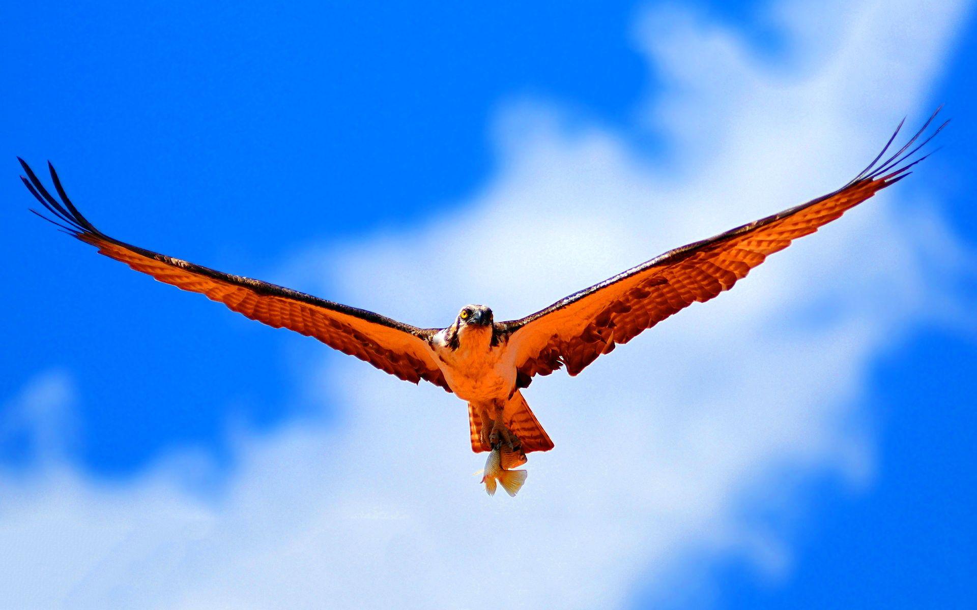 1920x1200 Flying Hawk Wallpaper Desktop #h804369. Animals HD Wallpaper