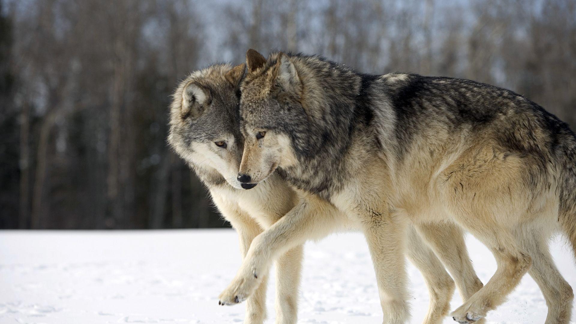 1920x1080 Free download Wallpaper two wolves game funny nyashno wallpaper