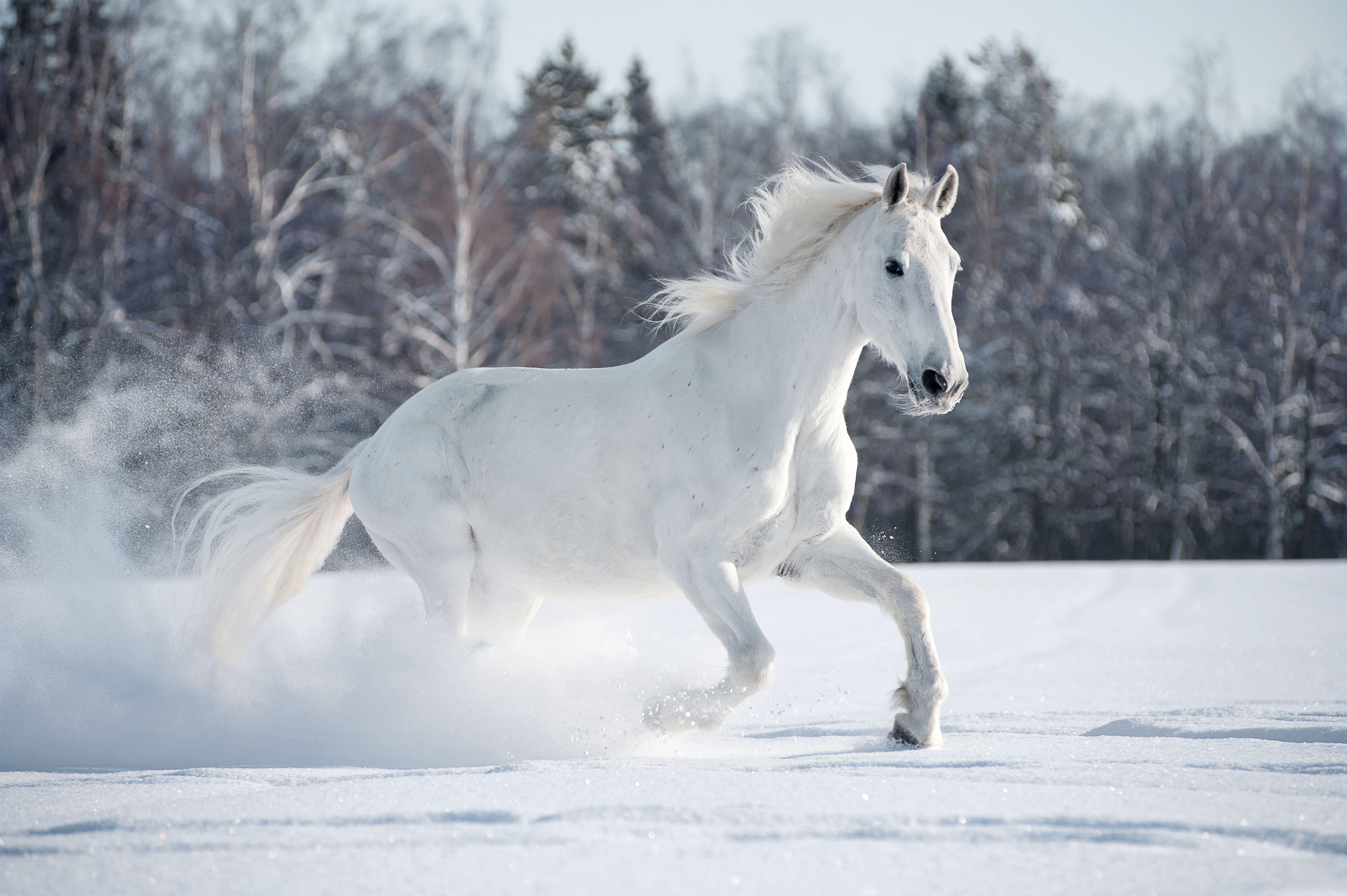 Winter Horse Wallpapers - Top Free Winter Horse Backgrounds ...