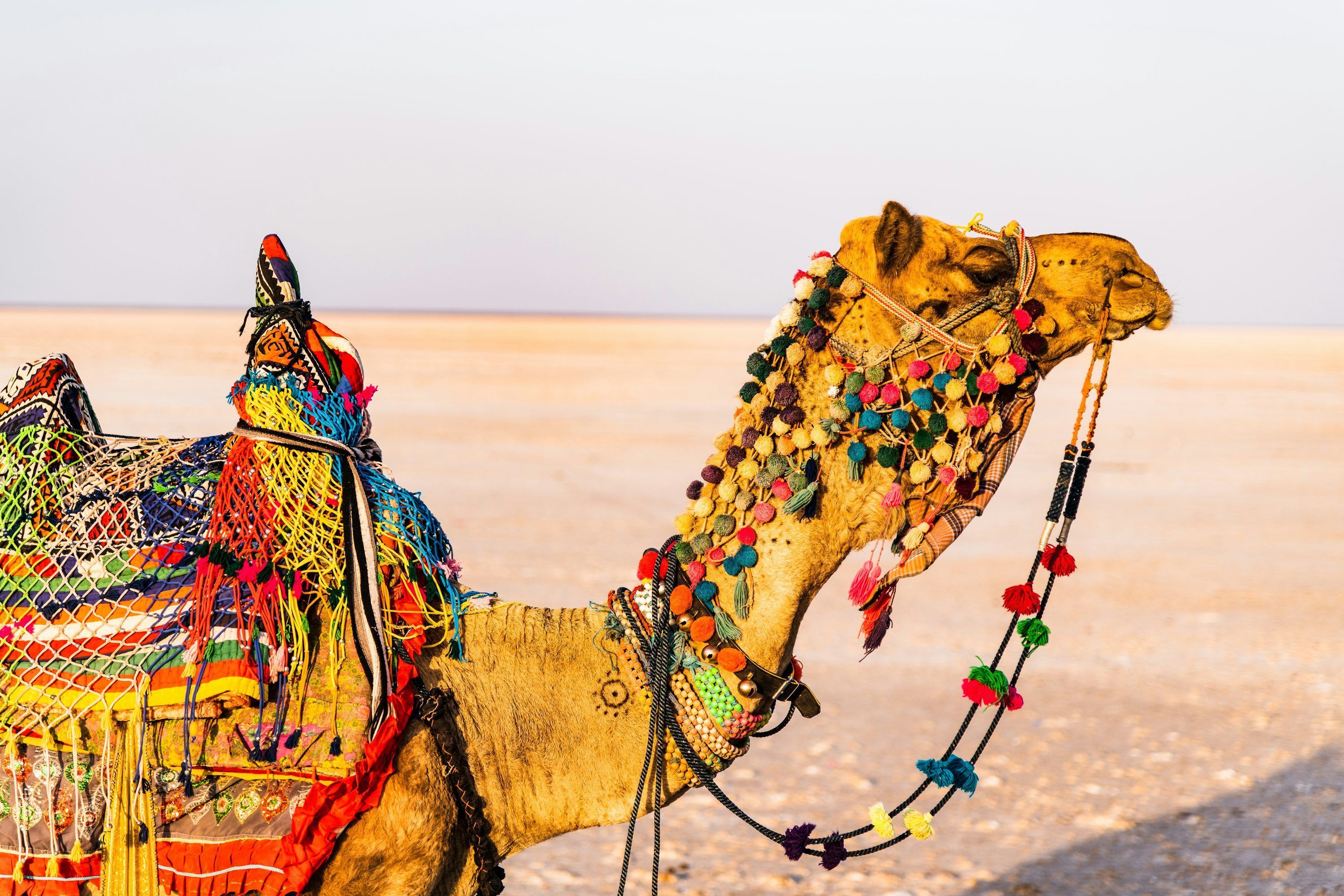 3000x2000 Rann Of Kutch Picture. Download Free Image