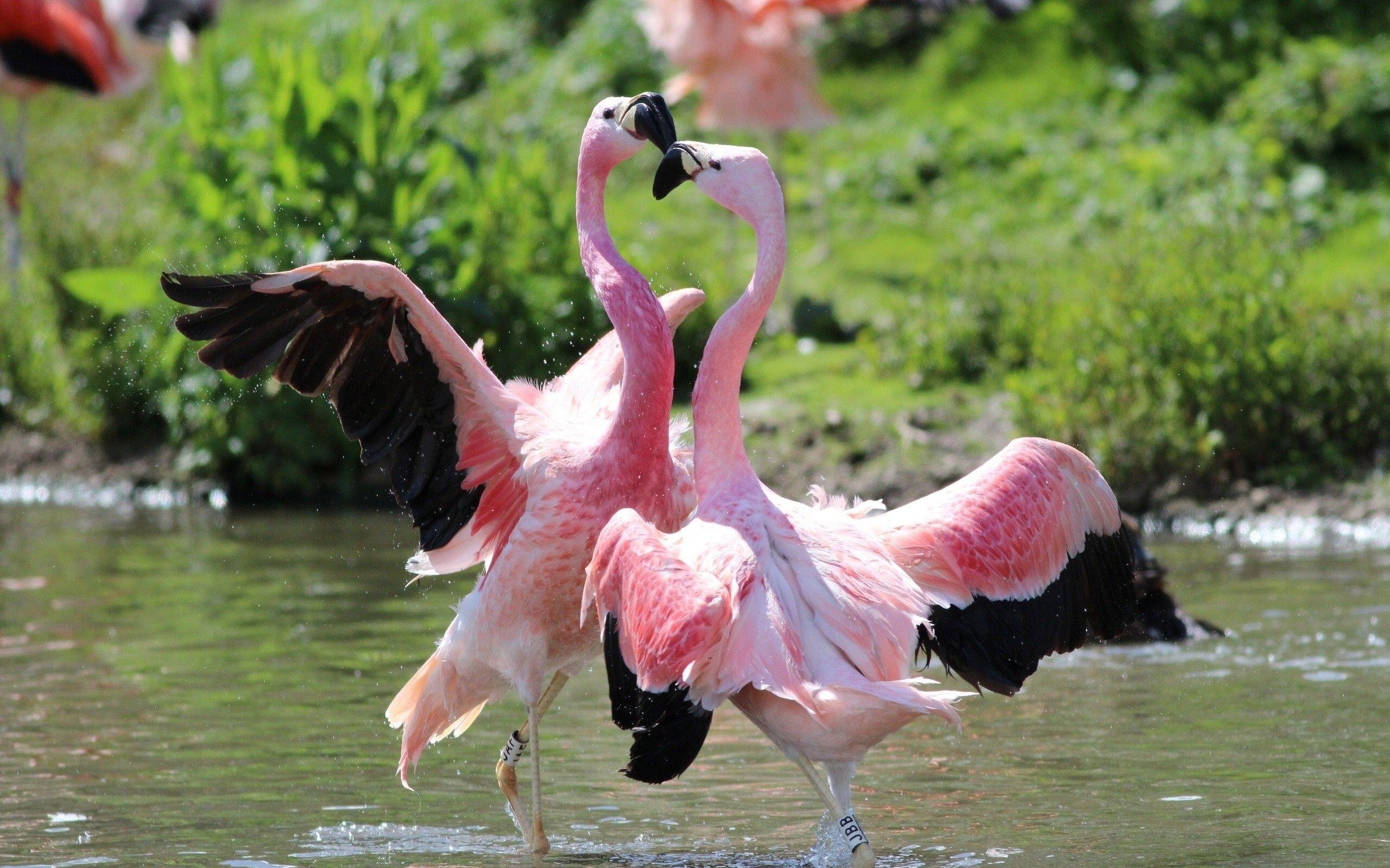 2560x1600 Animals Birds Pink Flamingo Dancing Full Screen High Resolution