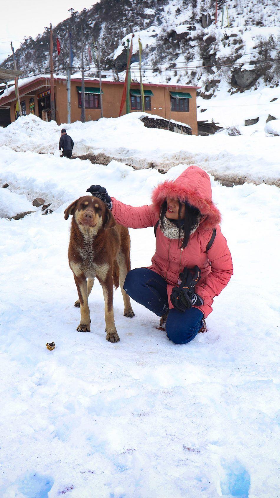 950x1689 Girl With Dog Snow Winter. Snow dogs, Dogs, Dog wallpaper