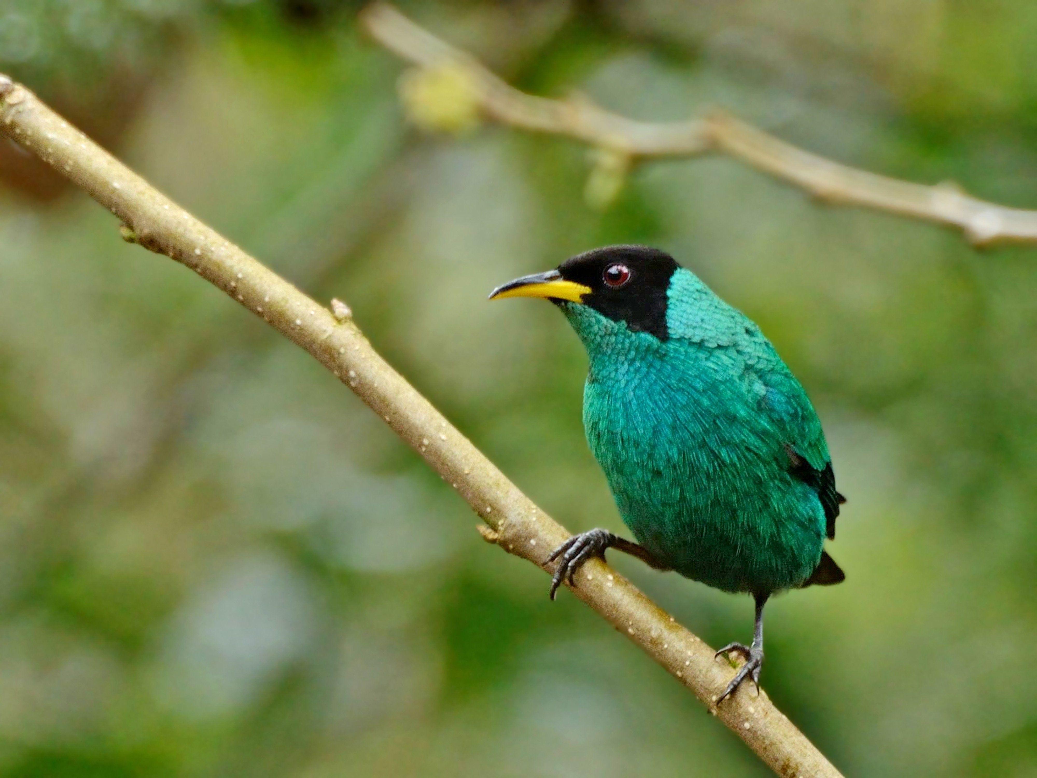 4000x3000 Bird Picture, Brazil, Wild, Birds, Animal Wallpaper, brazilian