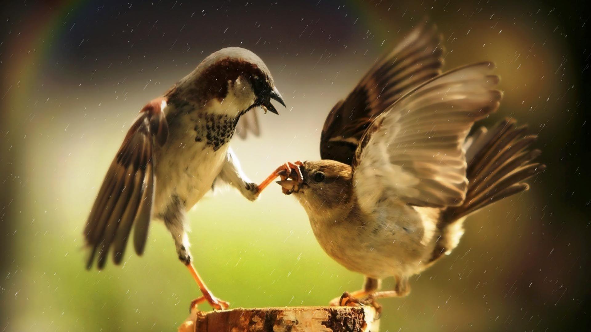 Dancing Animals Wallpapers - Top Free Dancing Animals Backgrounds