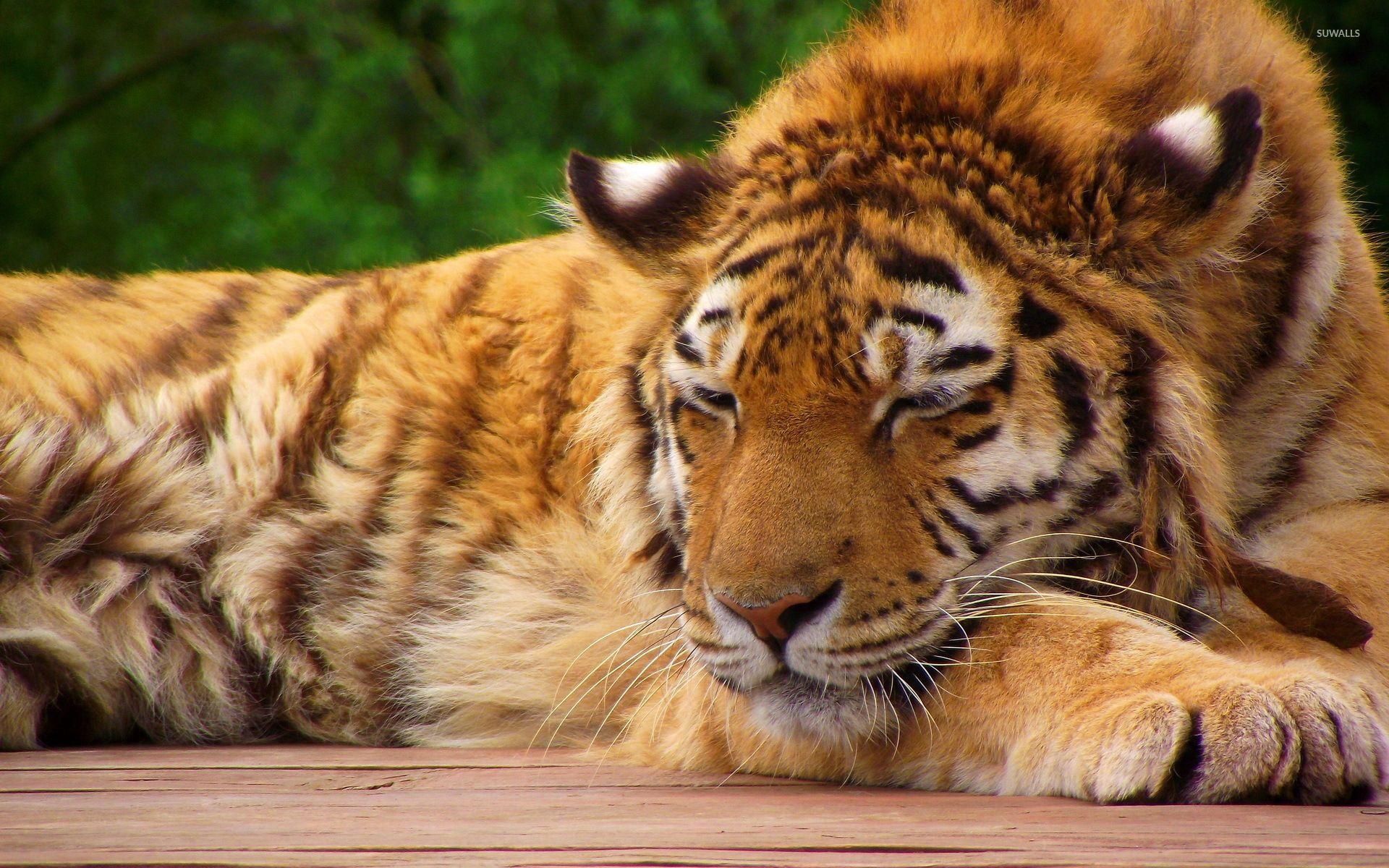 sleeping baby tiger wallpaper