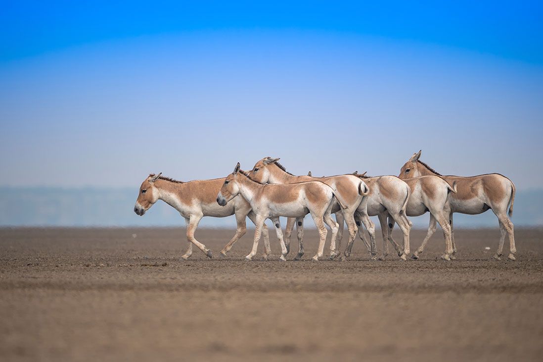 1098x731 Wild Ass Sanctuary