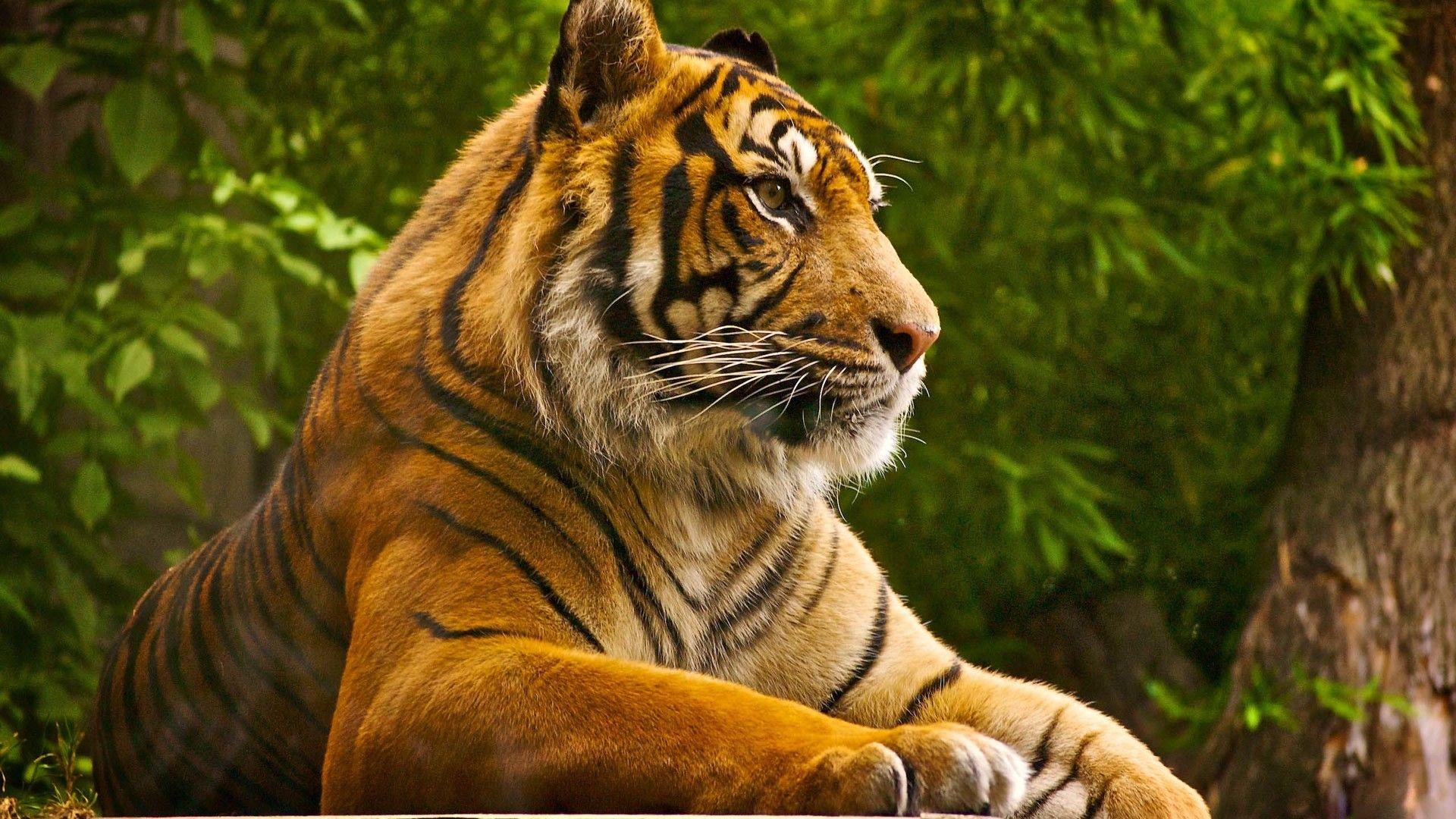 1920x1080 Beautiful Tiger At Photo Shoot Animal Wallpaper