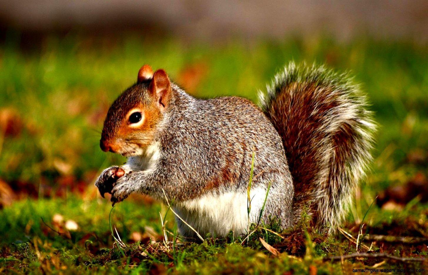 1456x936 Beautiful Wild Animals Wallpaper