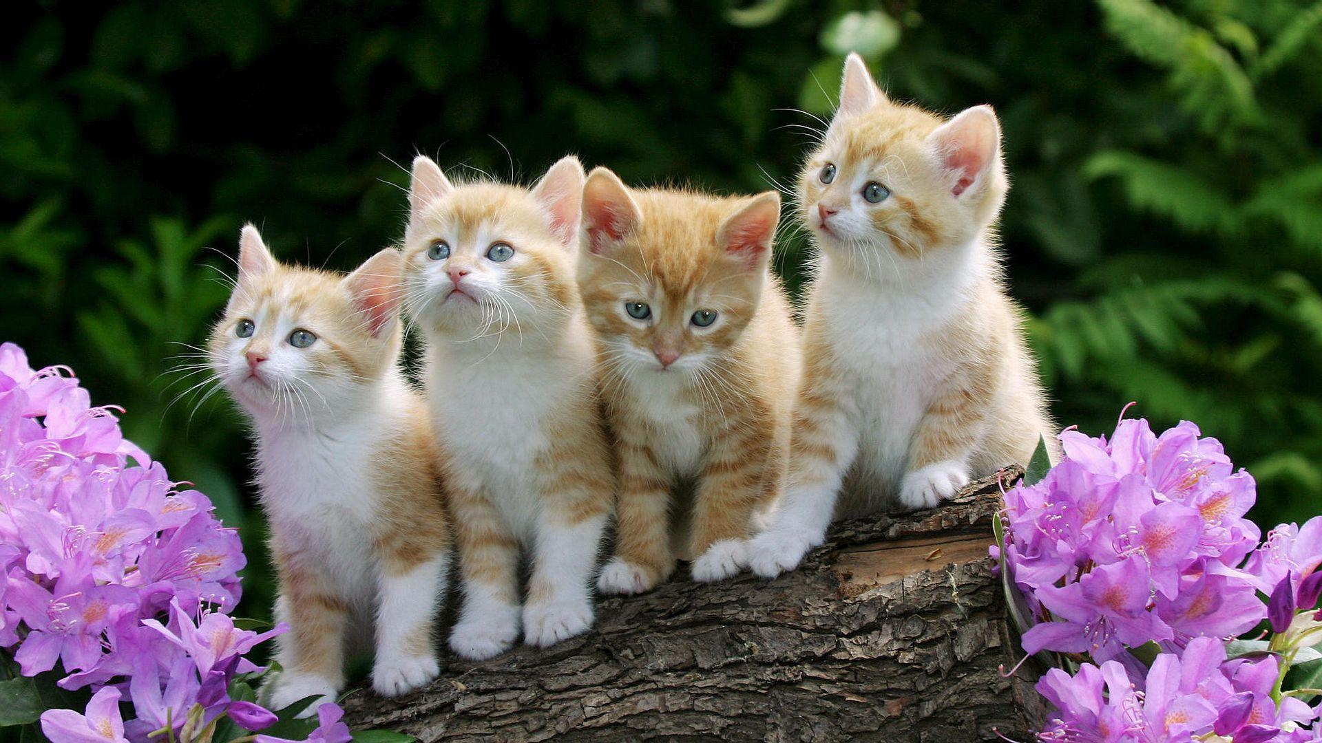 1920x1080 Beautiful Animal Picture wallpaperx1080