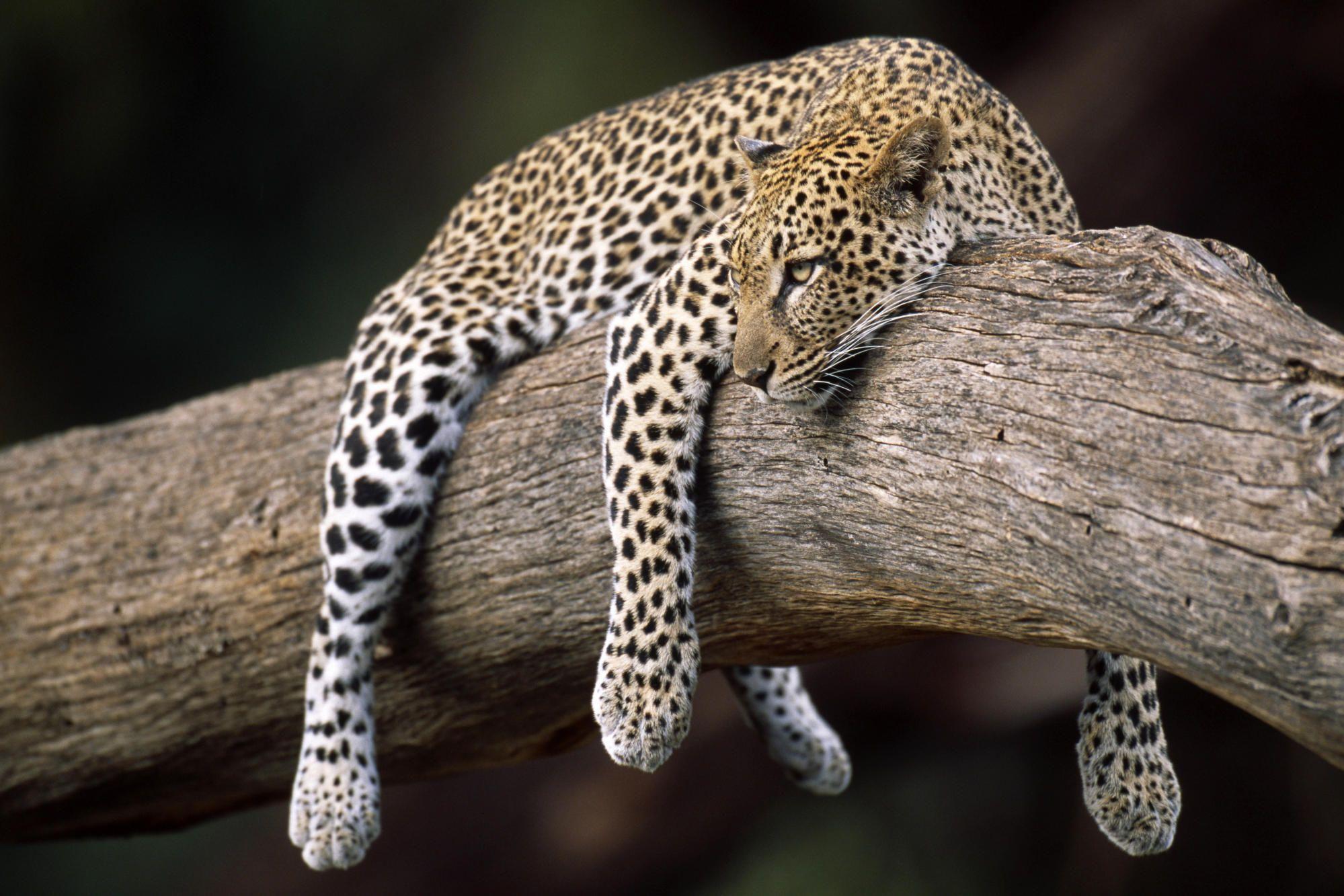 sleeping wild animals