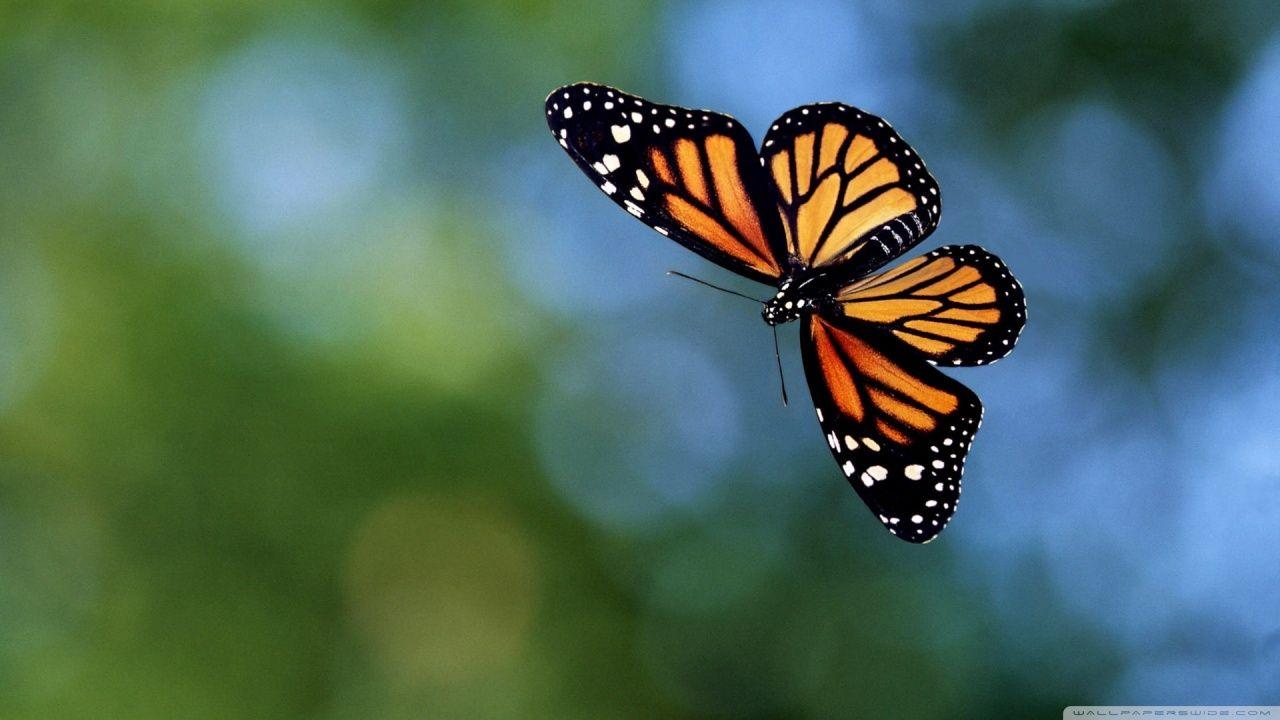 1280x720 Flying butterfly animal fly insect life HD wallpaper. animals
