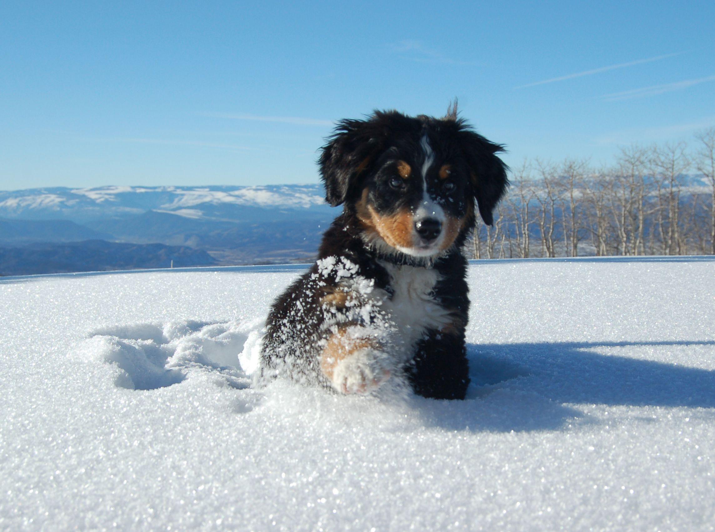 2287x1702 Bernese Mountain Dog Puppy In Snow Wallpaper 62523 2287x1702px