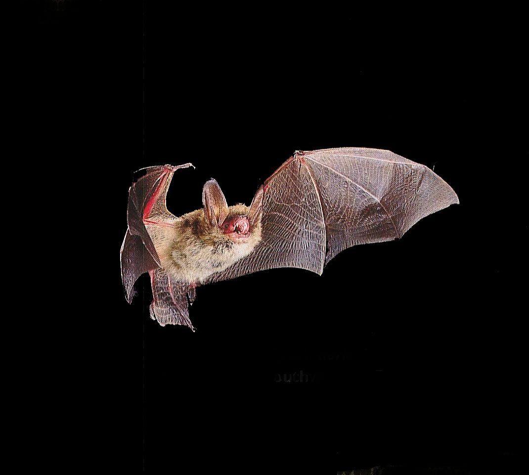 1070x960 Bat Wallpaper. Bat Wallpaper, Halloween
