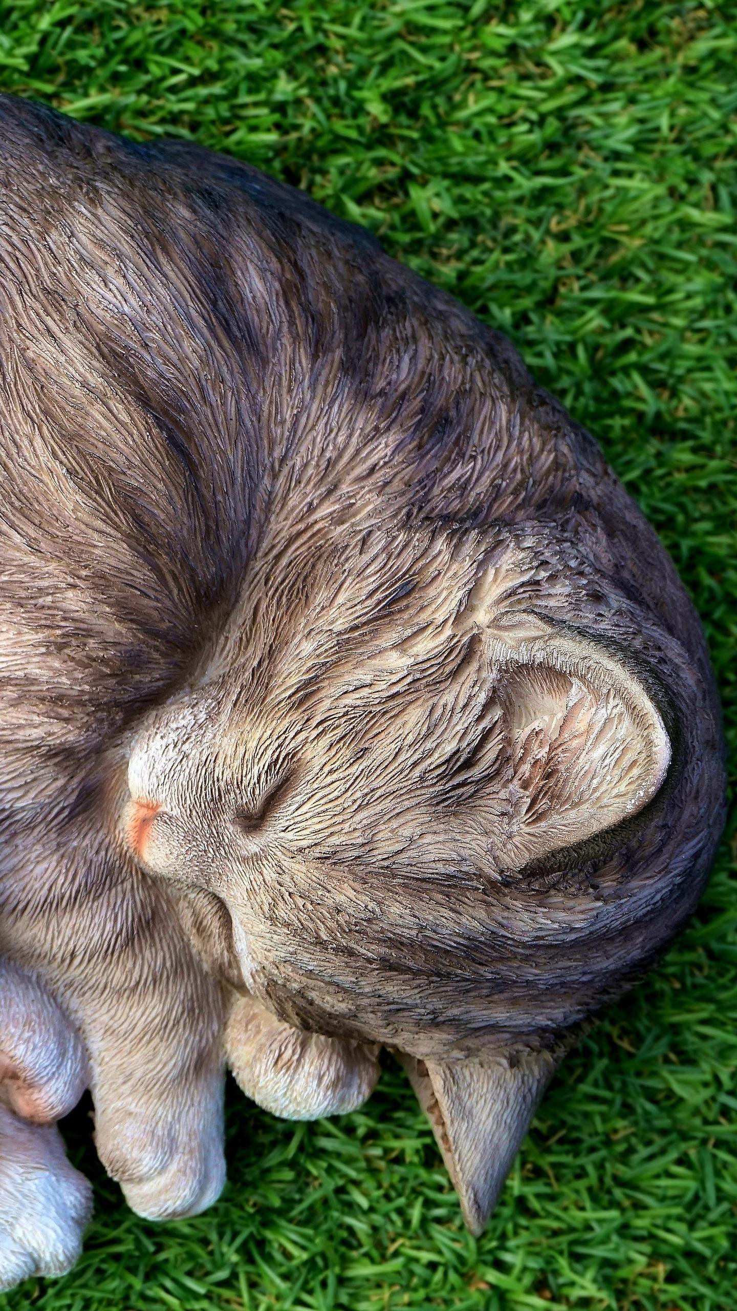1440x2560 Cat Sleeping Relax Cute 5K, HD Animals Wallpaper Photo