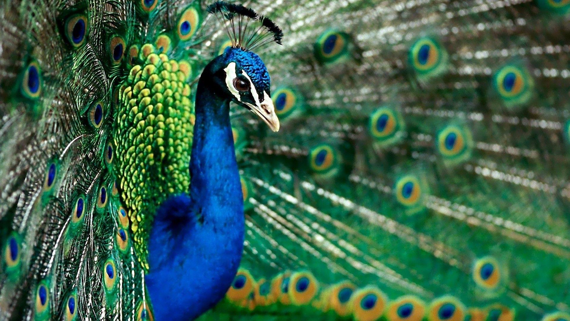 1920x1080 Peacock with her tail