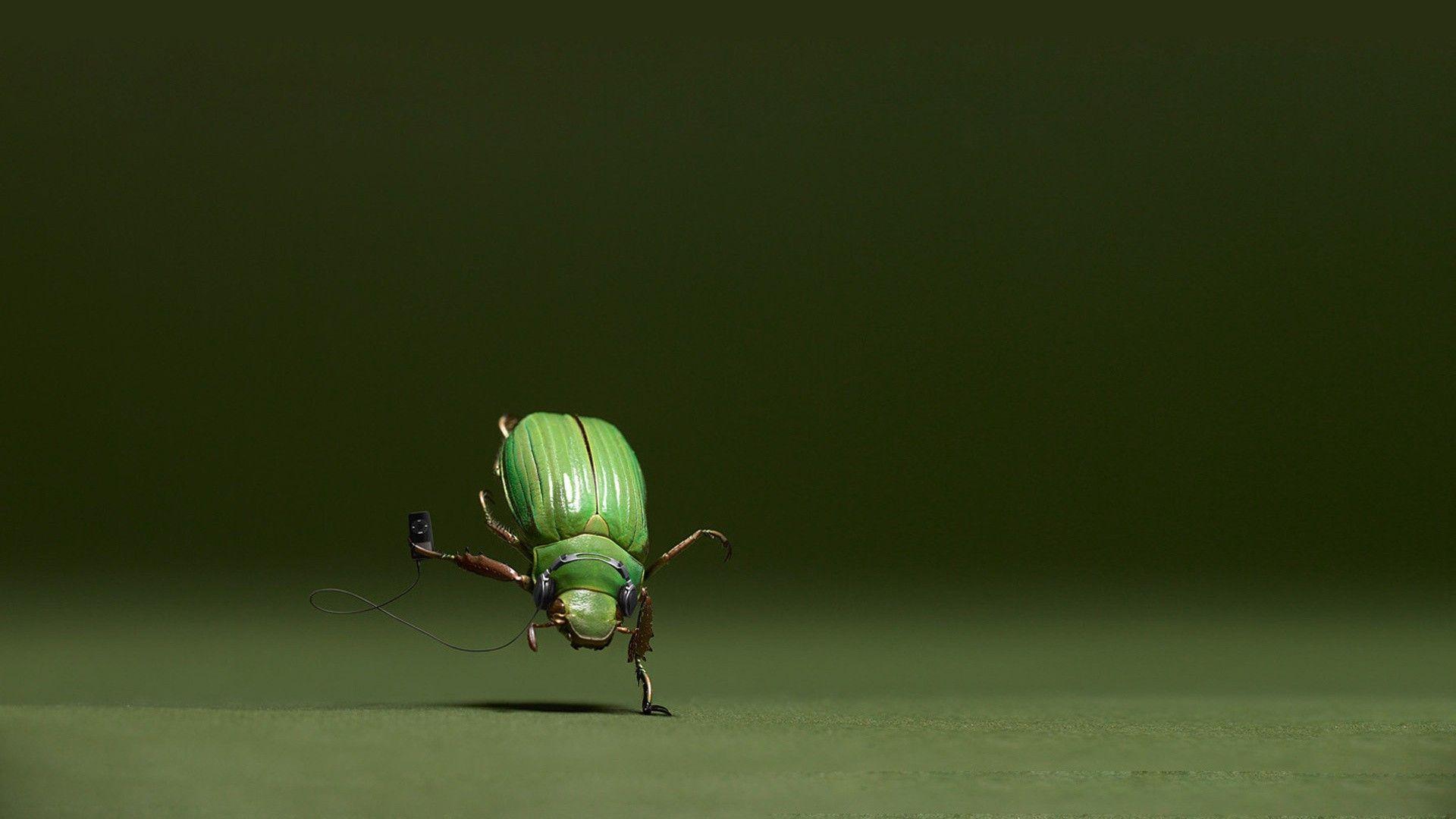 1920x1080 Funny Animal Wallpaper Wallpaper & Background Download