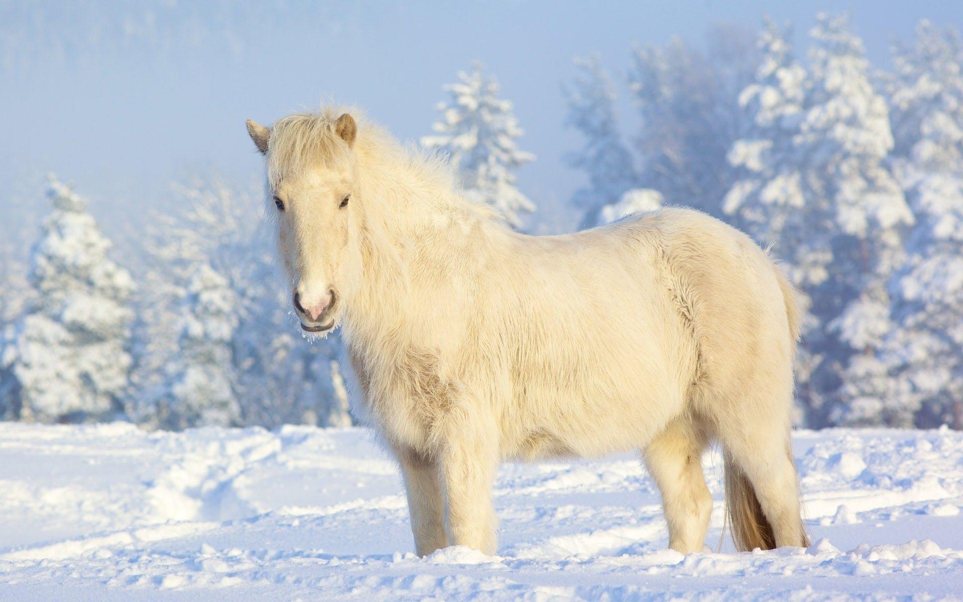 1920x1200 winter, Snow, White, Horses, Iceland, Snow, Landscapes, Animals