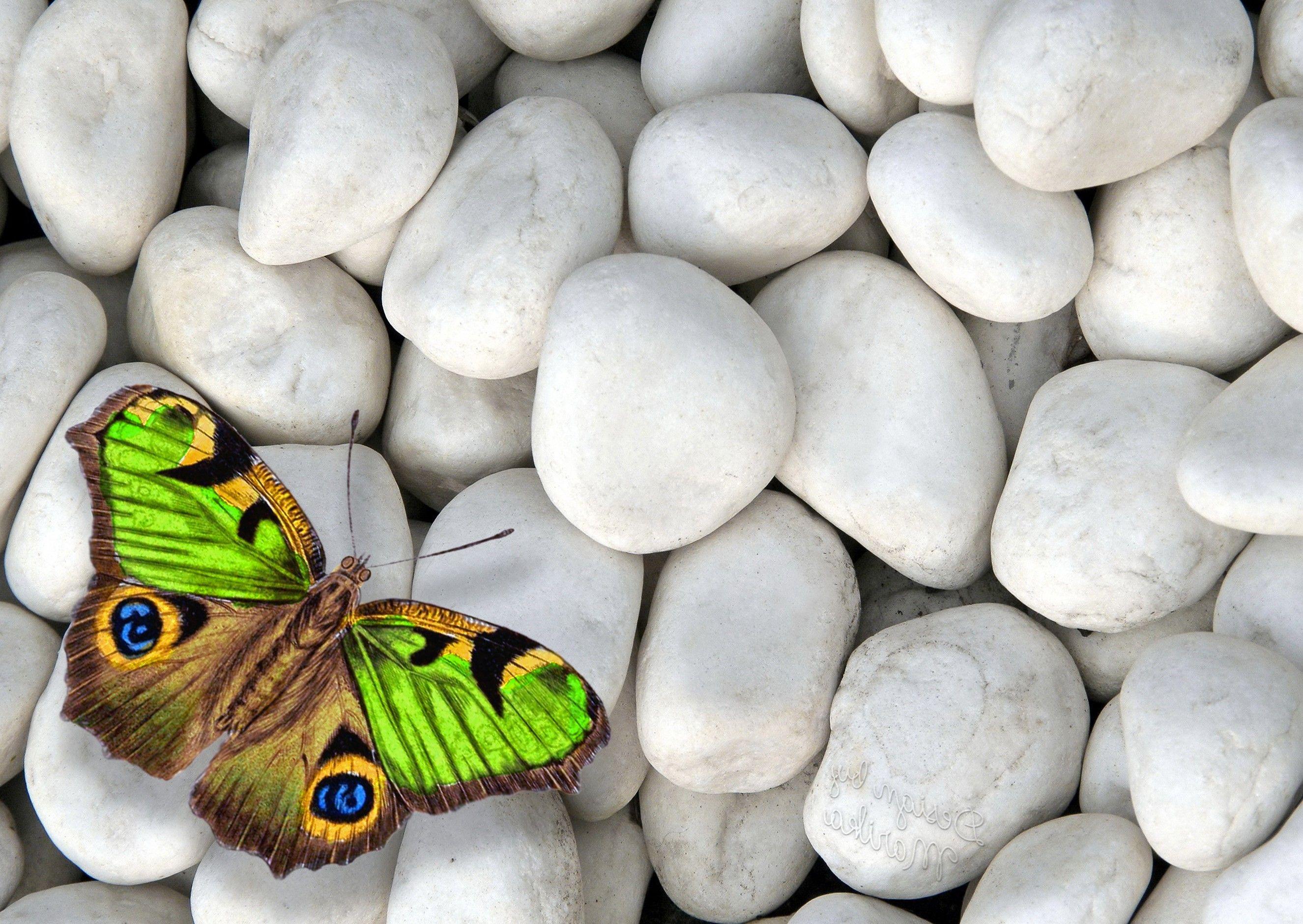 2651x1880 Animal Wallpaper, Wild Animal Wallpaper, Cool Pets, Animal
