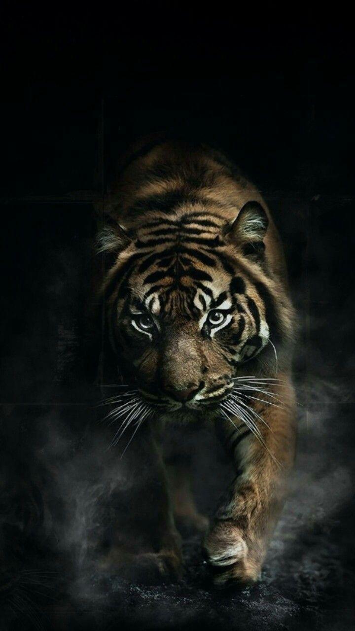 720x1280 Cool Animal iPhone Wallpaper