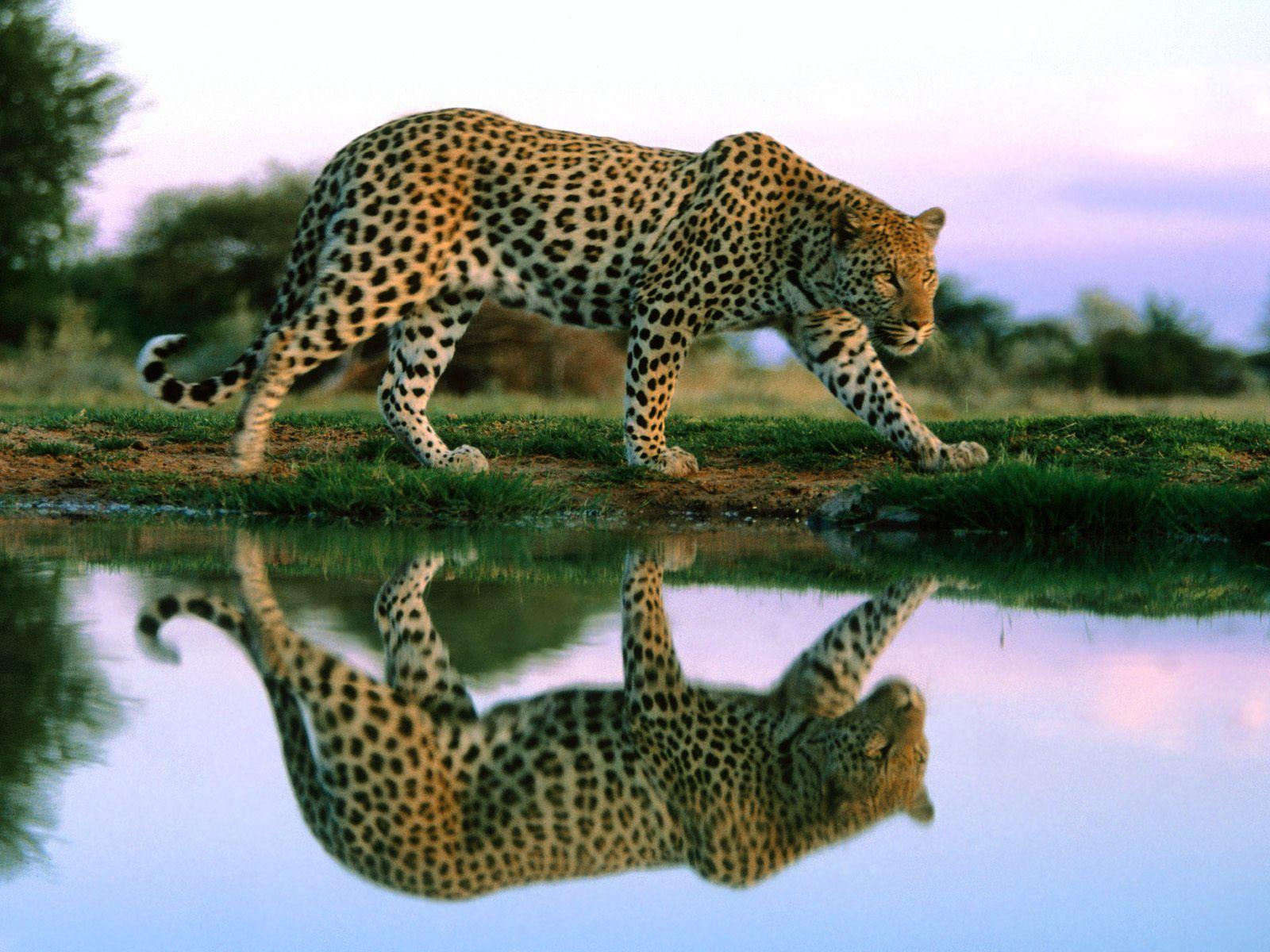 1600x1200 Baby Wild Animal Wallpaper