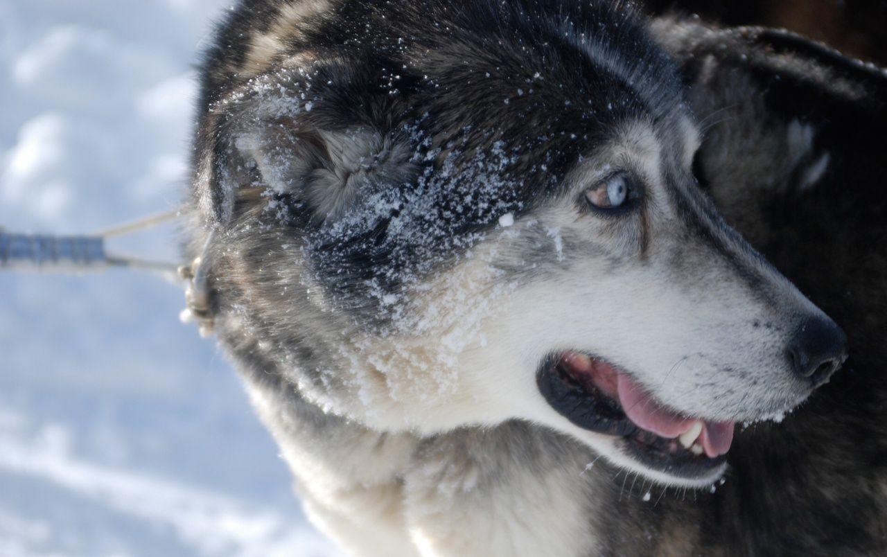 1280x804 Snow Dog wallpaper. Snow Dog