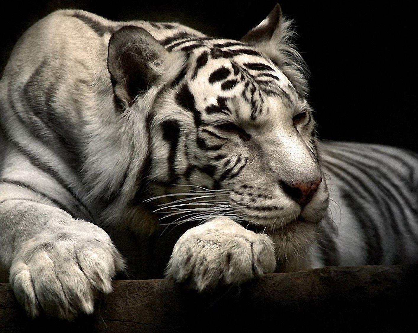 1414x1128 Cute Animal Wallpaper, Puffy, Pet Image, Best Friends