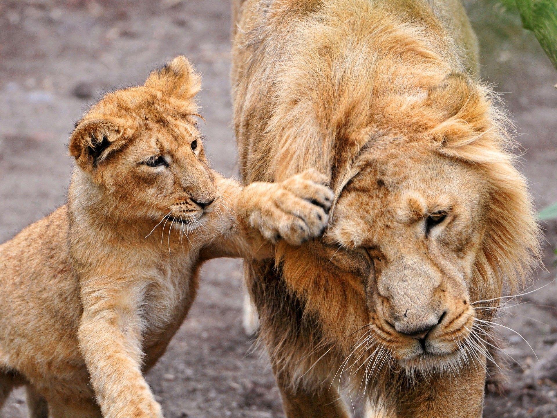 1920x1440 Cute Baby Cub Play with Lion HD Wild Animal Photo