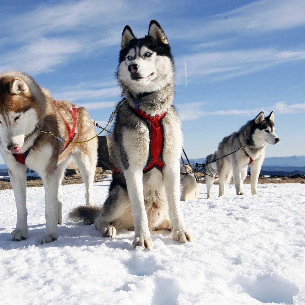 1024x1024 Husky Couple Dogs Snow Alaska iPad Wallpaper Free Download