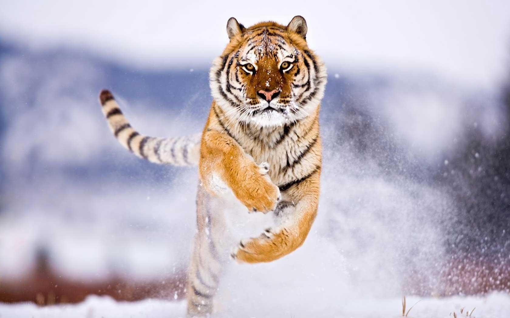 1680x1050 Best Animal Wallpaper (1680x1050 px)