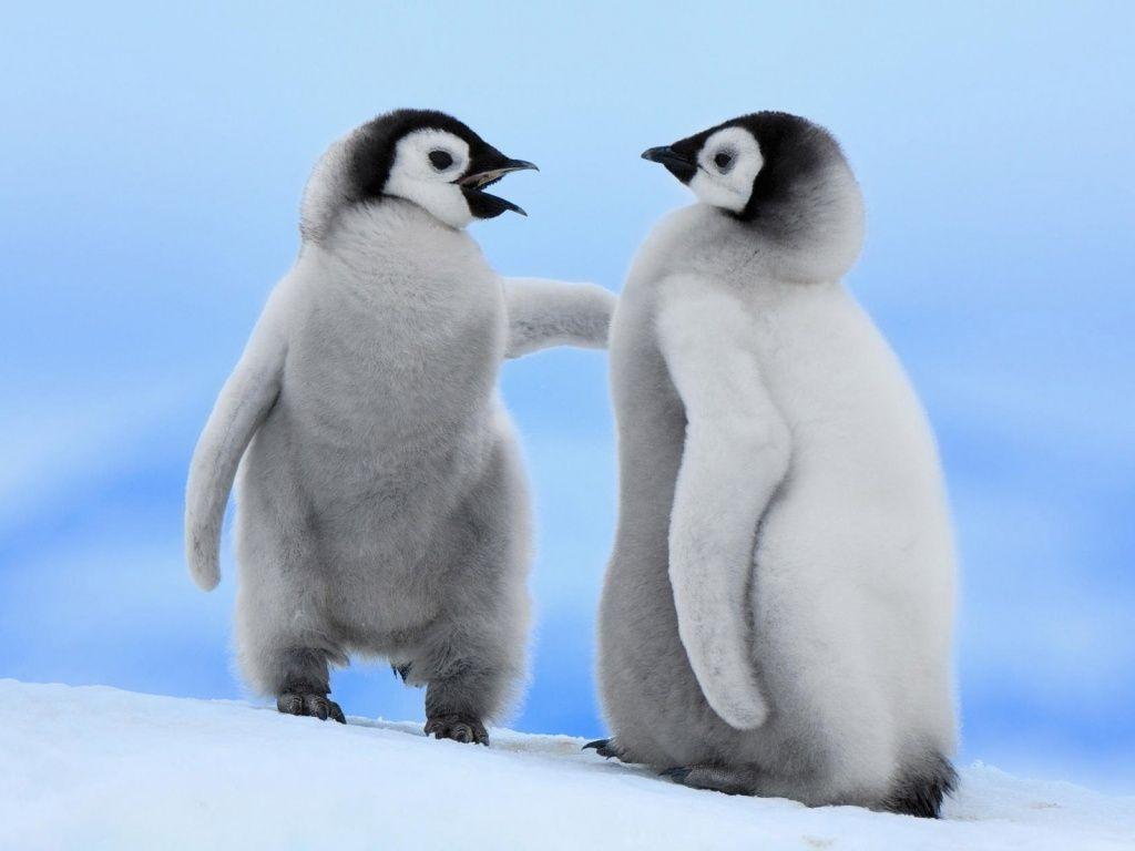1024x768 Cute Baby Animal Wallpaper