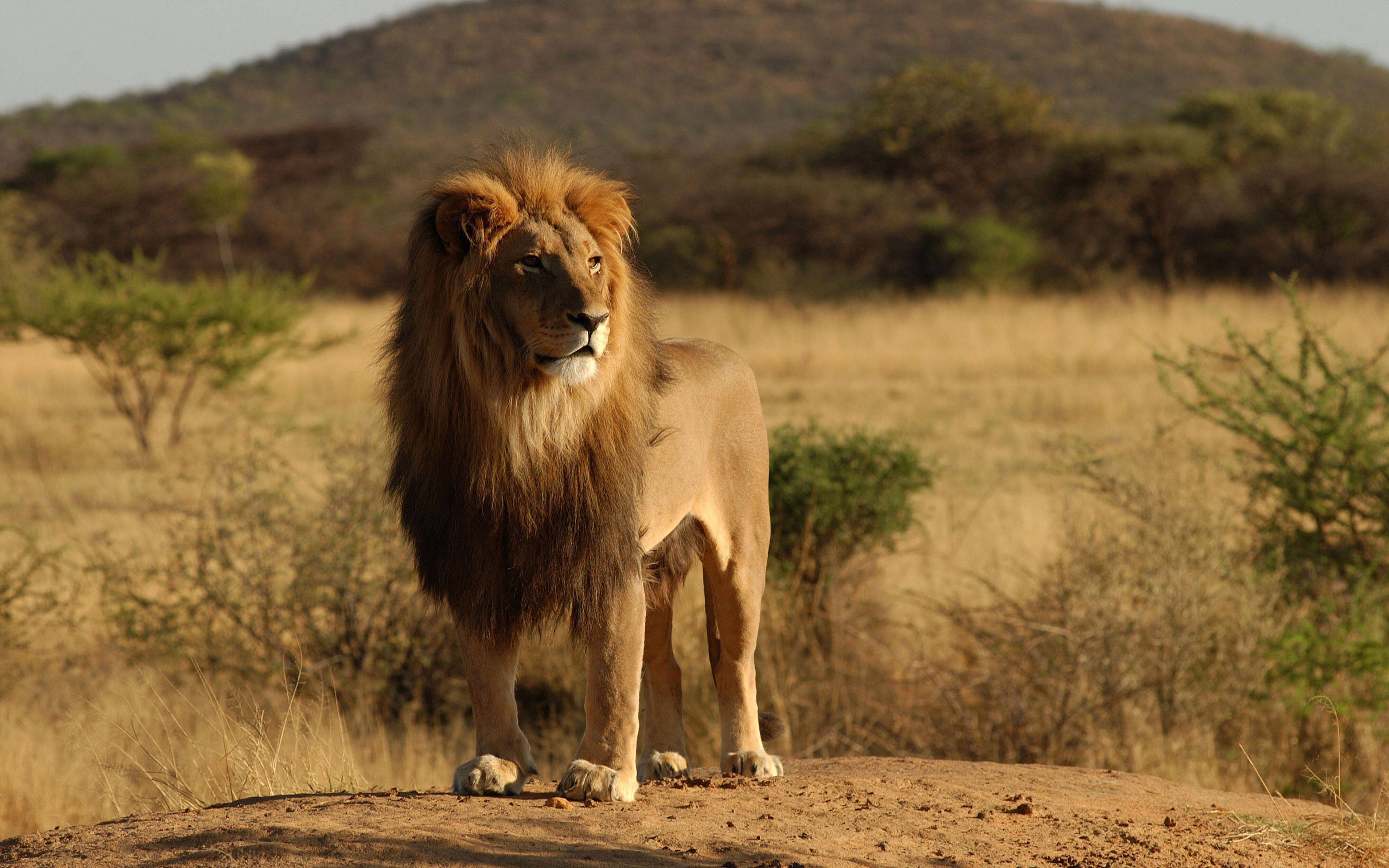 5200x3250 Cute Wild Animal Wallpaper Full HD Bhstorm HD Wild HD Lion