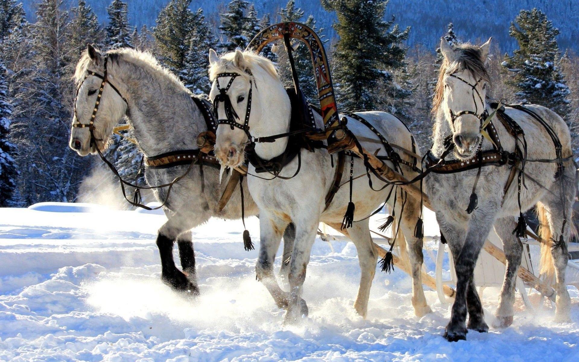 1920x1200 Horses in the Snow