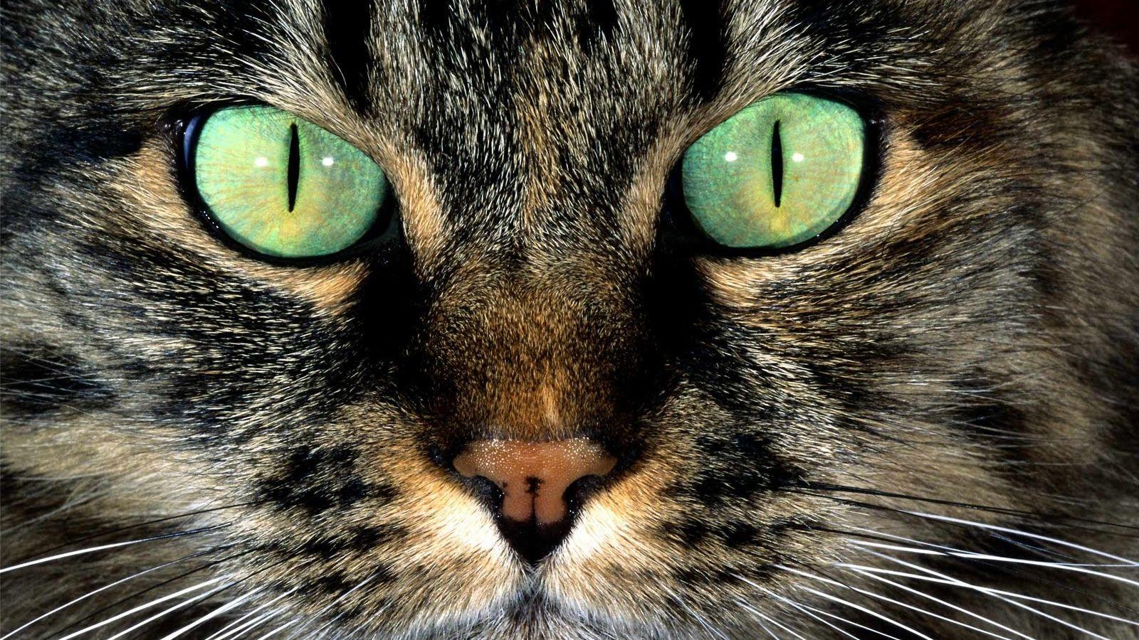 1600x900 Free download Best Animal Zoo Animal Wallpaper pet and wild
