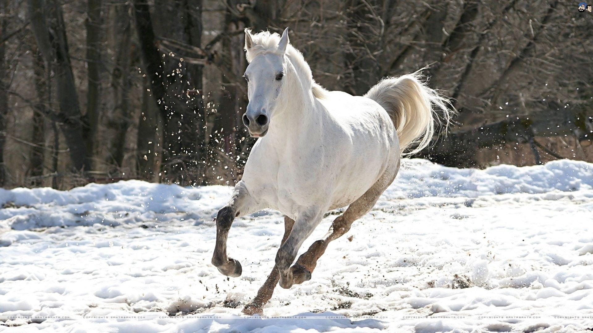 1920x1080 Quarter Horse Wallpaper