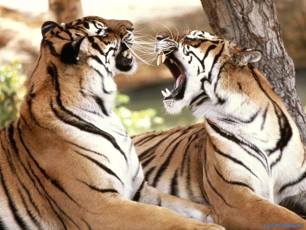 1024x768 Big Cat Fight Animals Wallpaper