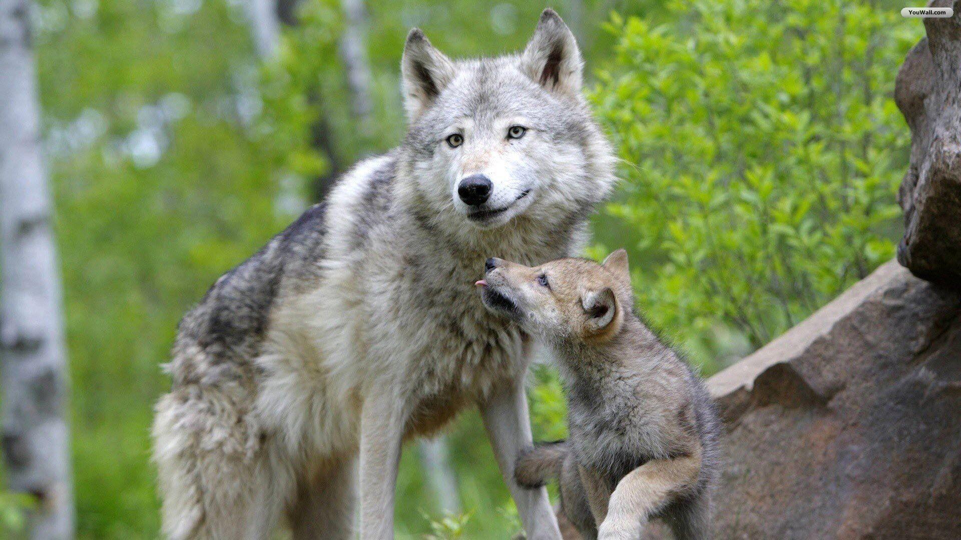 1920x1080 Baby Wolf Wallpaper
